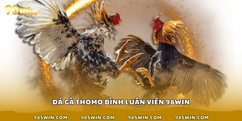 đá gà Thomo bình luận viên